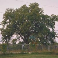 Basketball court surrounded by a huge overgrown tre