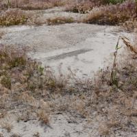 Tire treads break up an otherwise clean sandy clearing surrounded by scrub brush.