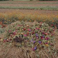 A pile of grass and cut flowers stands in a field. A row of still-living orange flowers is in the middle distance behind the compost pile.