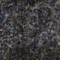 Close overhead view of the ground covered in a combination of dried ground cover vines, dead leaves, cottonwood seeds, and other plant matter. 