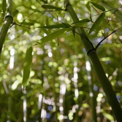 Photo from inside a bamboo forest. The viewer is looking up into the leaves of the bamboo where sunlight breaks through in complex patterns.