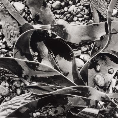 Black and white photo of lichen