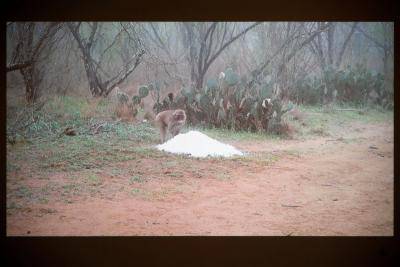 Snow monkeys out in the wild