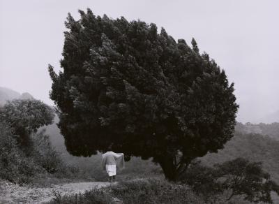Black and white photograph of a large tree perched on the edge of a hill with a woman nearby.
