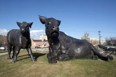 Large outdoor cow and calf sculptures in the daytime