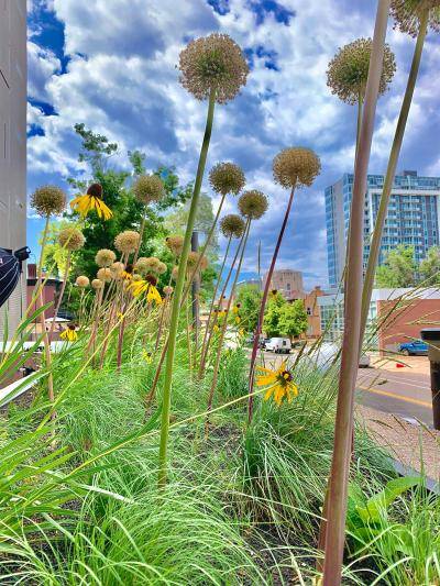 grasses and plants against a blue sky filled with white clouds