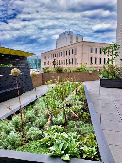 El Jardín Sensorial desde la perspectiva de la jardinera de AGUA. Todas las fotos son cortesía de Kevin Philip Williams.