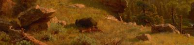 Close-up view of a bear feasting on a deer