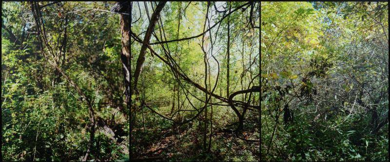 Photograph of forest by Barbara Bosworth