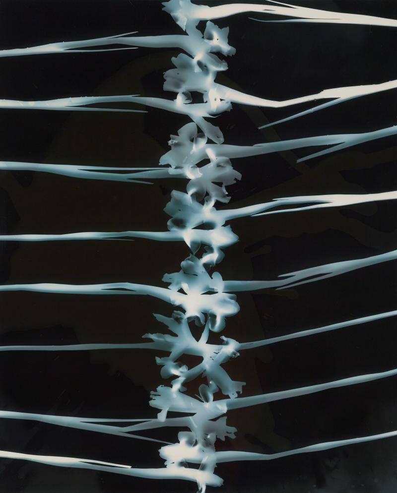 Abstract photograph of stacks or irises resembling a human ribcage