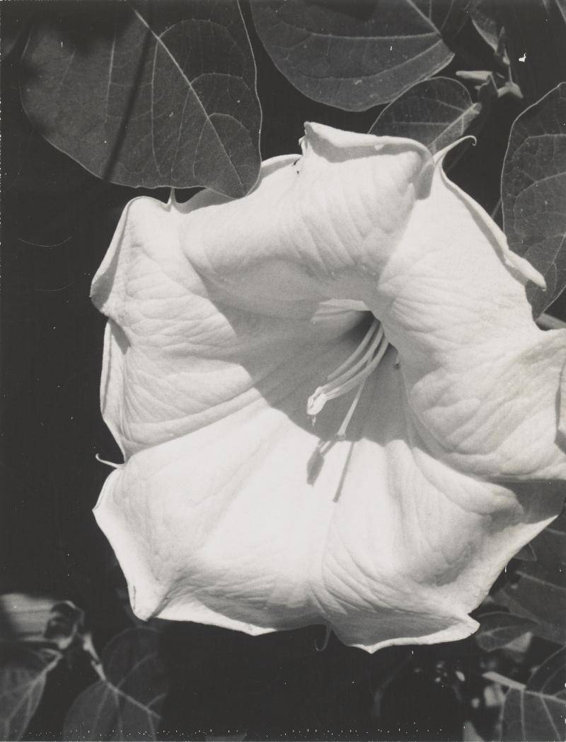 Black and white photograph of a Jimsonweed flower