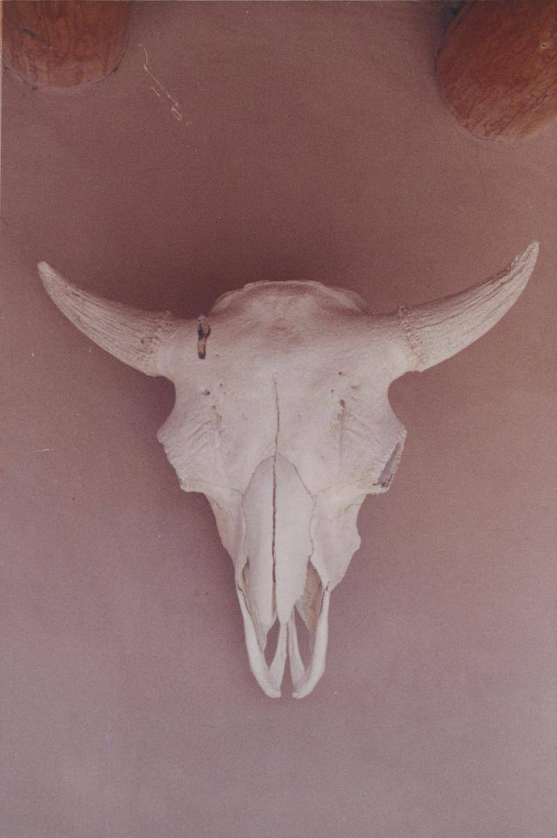 Photograph of a skull head with horns