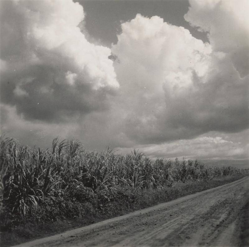 Black and white photograph of sugar cane fields against a cloudy backdrop