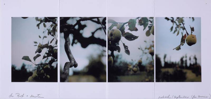 A quarter of photos depicting a pear tree