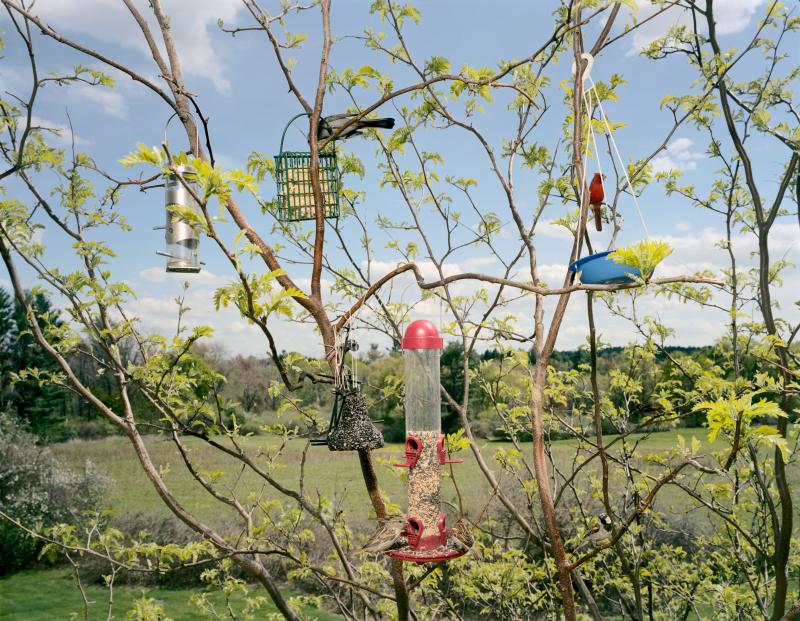 Color photograph of a bird feeder in tangled tree branches