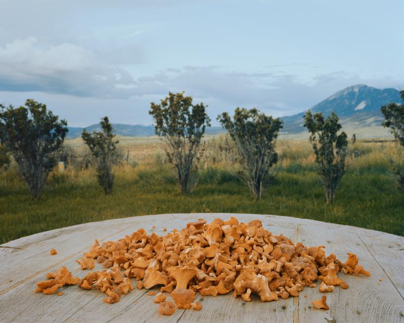Table full of chanterelles mushrooms against a backdrop of a Colorado landscape