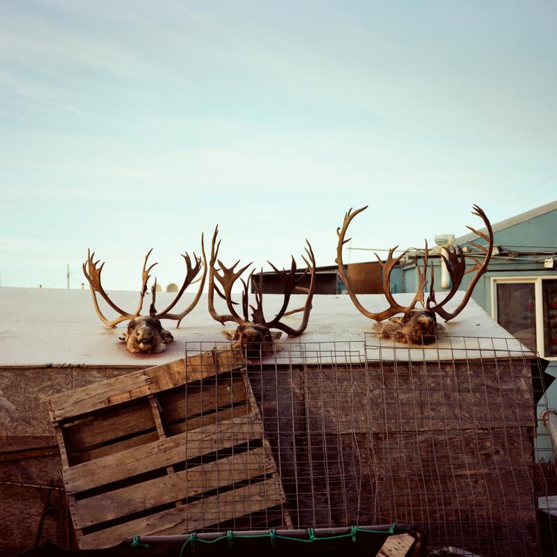 Three moose heads displayed across a shed rooftop in rural Alaska