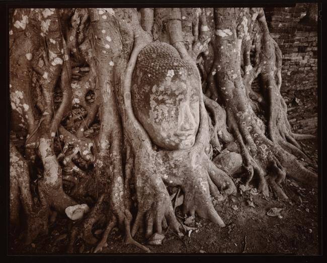 Image depicts the extensive roots system at the base of a large tree that has grown around a carved stone Buddha head.