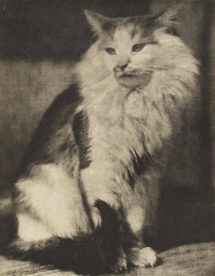 black and white photo of a cat made in 1916