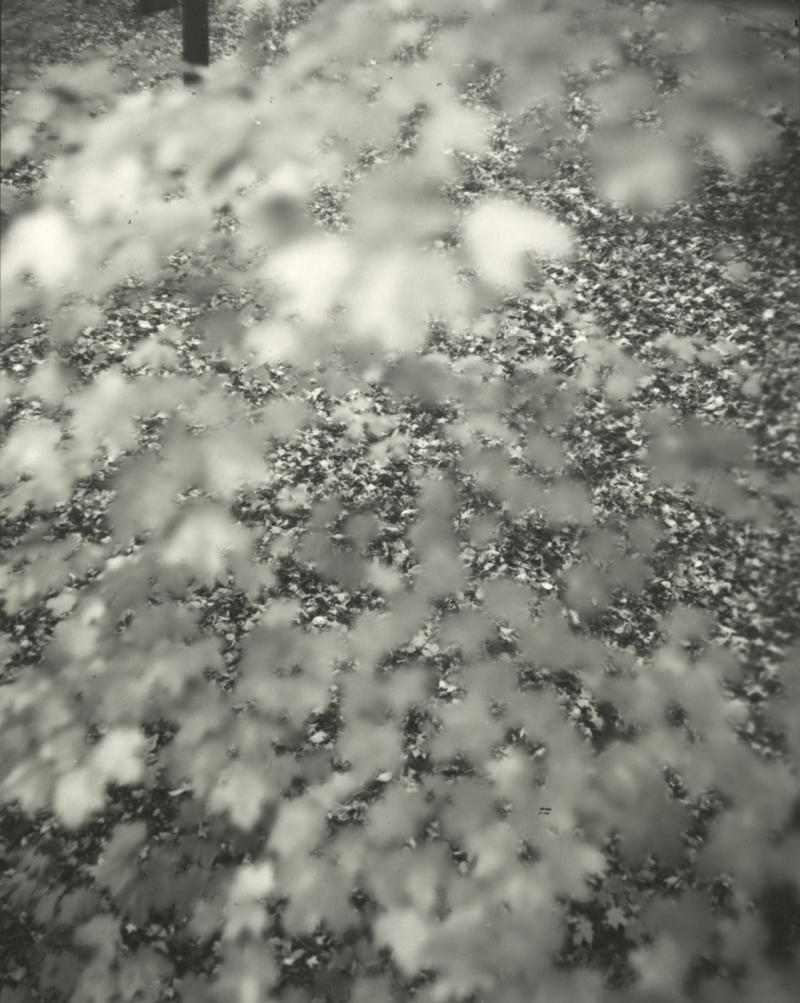 Mary Ann Lea (Dorr), Lake Bluff, 1954