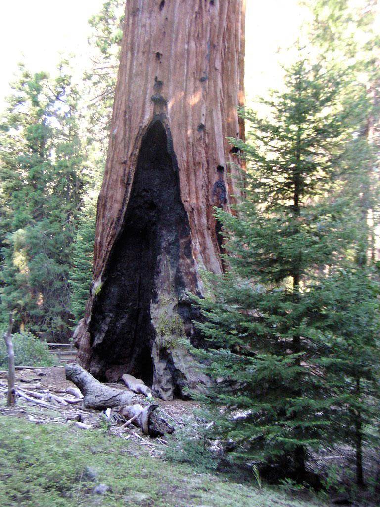 photo of the base of a ponderosa pine with a burn scar